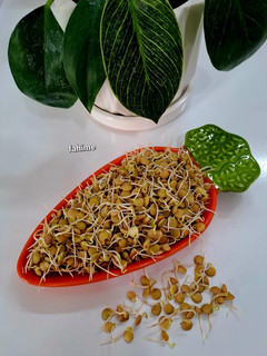 عکسی از دستور جوانه عدس