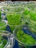 Tape ketan aroma daun jambu air