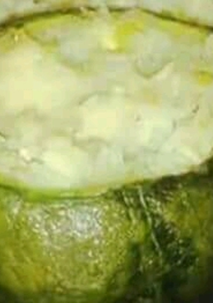 Una foto de Zapallitos rellenos bien fáciles para principiantes