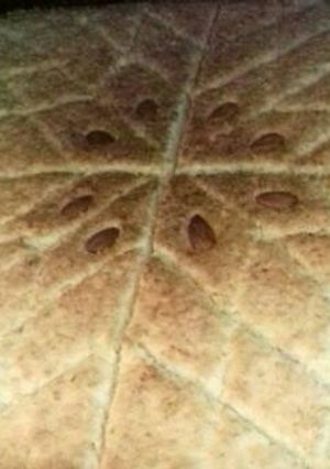 صورة لوصفة بسبوسه