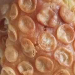 سمبوسه سیب زمینی-レシピのメイン写真