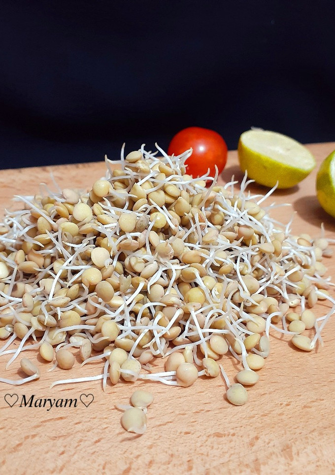 عکسی از دستور جوانه عدس