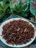Simeut/Belalang Goreng