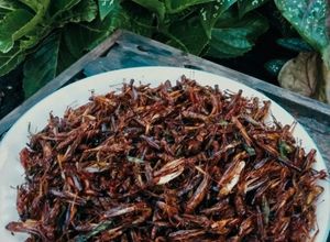 Foto resep Simeut/Belalang Goreng