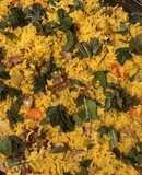 California Farm Lamb Biryani