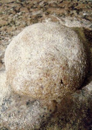 Una foto de Masa para tarta integral y lino