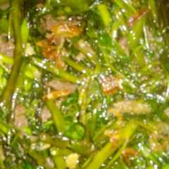 Kangkung Cah Sapi # buka puasa রেসিপির প্রধান ছবি