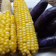A picture of Sweet Boiled Corn on cob.