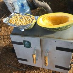 A picture of Baked pumpkin and pumpkin seeds.
