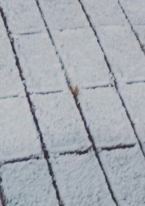 Una foto de Torta Marmolada