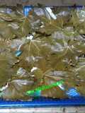 Storing Grape Leaves