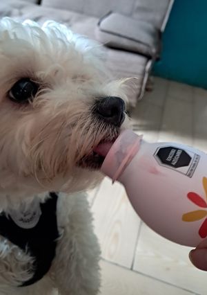 Una foto de Perro vs yogurt