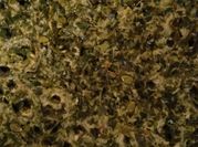 Gambar oblok mlanding daun melinjo