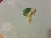 Una foto de pay de limón con galletas marias
