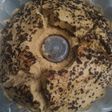 Bolkus luwak white coffee (no mixer)