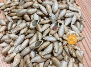 Gambar Kuaci Biji Labu Kuning