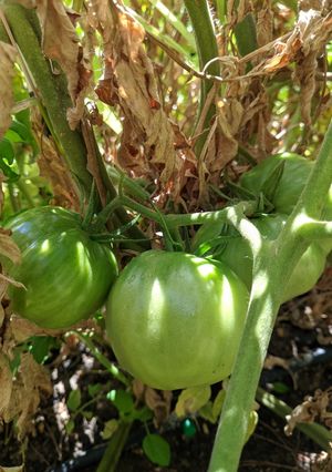 Una foto de Tomates verdes fritos