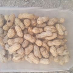 A picture of Cook groundnut.