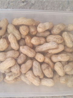 A picture of Cook groundnut.