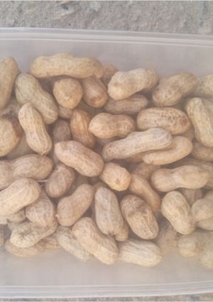 A picture of Cook groundnut.
