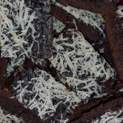 รูปของ Brownies Teflon