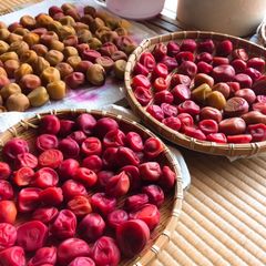 A picture of Umeboshi- Japanese pickled plums / salt-preserved plums.