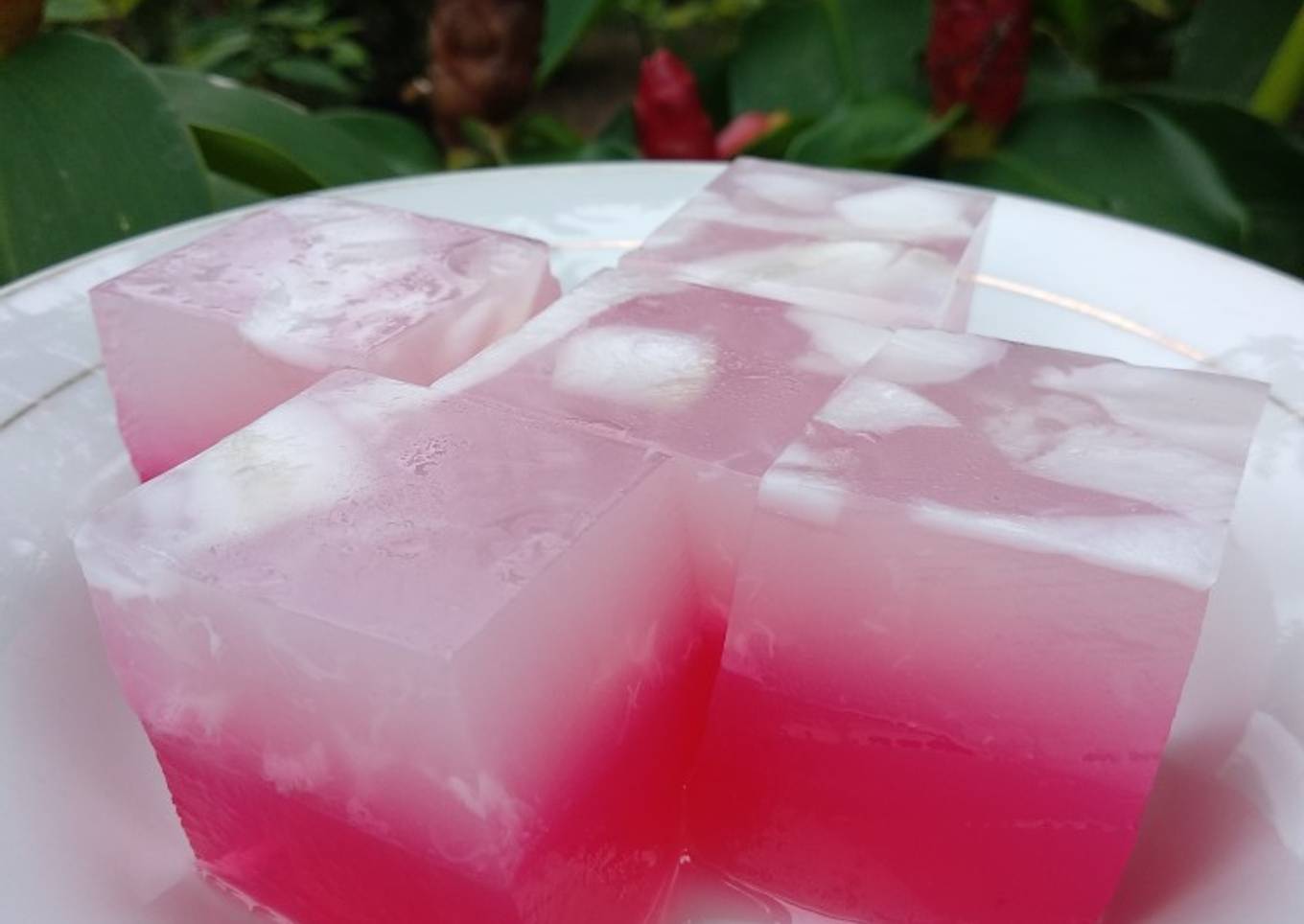 Agar-agar Kepala Muda