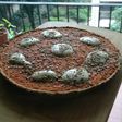 Relleno Tarta de calabaza !!!
