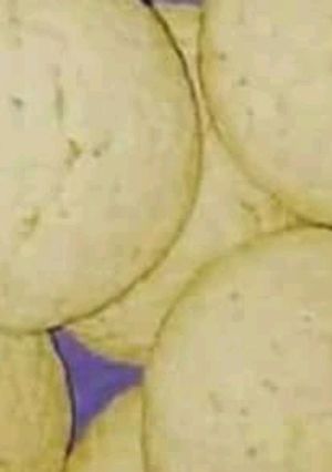 Una foto de Galletitas de manteca y limón