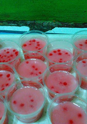 Foto resep Mutisu (mutiara susu)