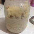 Overnight oatmeal