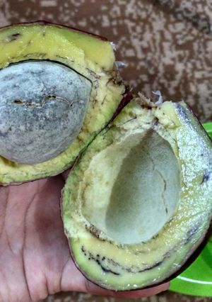 Foto resep Cara memeram alpukat