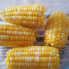 A picture of Sweet Corn.