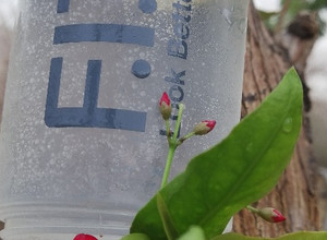 صورة لوصفة ديتوكس ليمون ونعناع 🍃