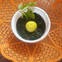 A picture of Pudine ki chutney.