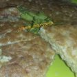Martabak mie telur