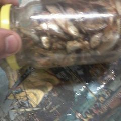 A picture of Salt fish.