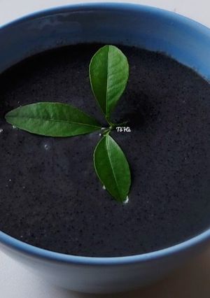 Hình của món Chè MÈ ĐEN.
