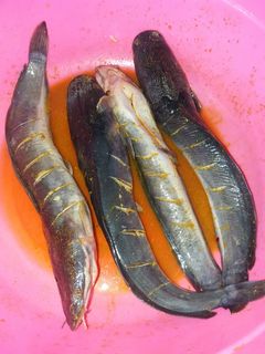 Foto resep Ikan Lele tanpa lendir *tips