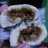 Pao Ayam Lembut Menul Endesss