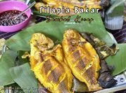 Gambar ikan tilapia kicap