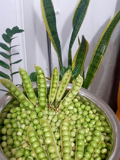 عکسی از دستور بلانچ کردن نخود فرنگی