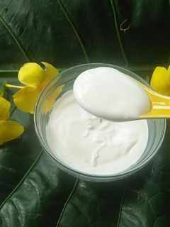 Foto resep Plain Yogurt Homemade