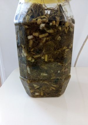 عکسی از دستور ترشی بیزا