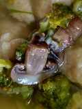 Sup Baso Tuna Mpasi
