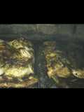 Pollo a la parrilla