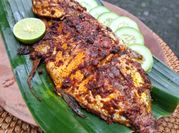 Gambar ikan baronang teflon