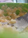 Mashed Rutabaga