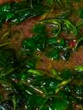 Tumis Kangkung Cabai Merah