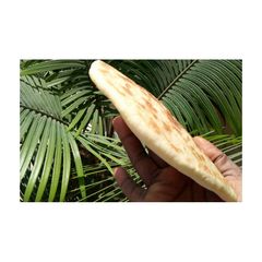 A picture of Gurasa (Flat bread).